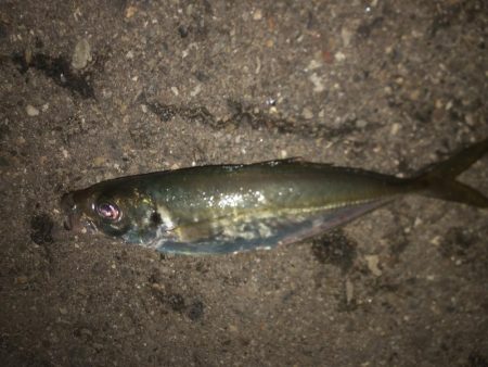 アジング好調？